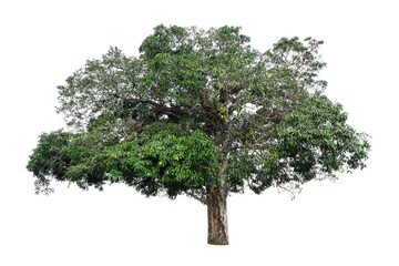 Beautiful tree with green leaves isolated on white background © suphaporn