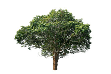 Fototapeta na wymiar Beautiful tree with green leaves isolated on white background