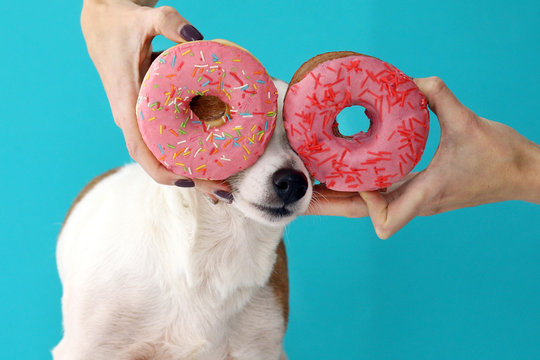Donut Dog Images Browse 10 998 Stock Photos Vectors and Video