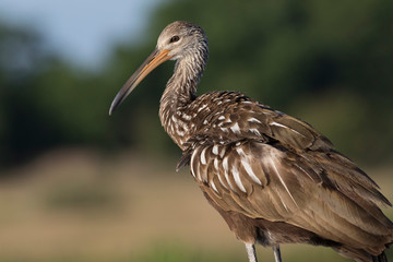 Limpkin portrait