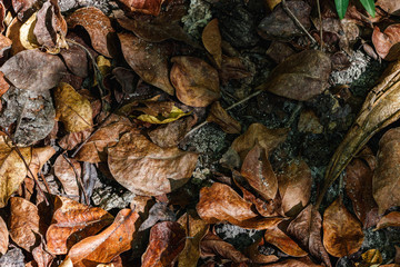 Detalles de hojas