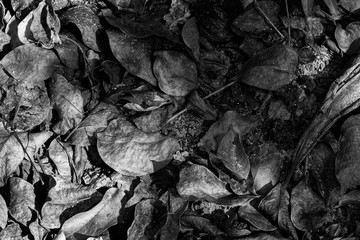 Detalles de hojas