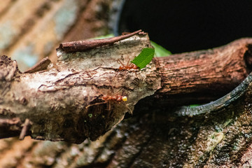 red ant carrying leaf