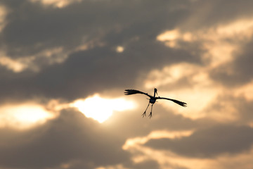 Fototapeta na wymiar Great Egrets