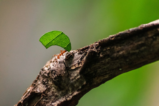 red ant carrying leaf