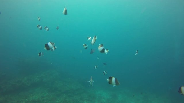 Underwater coral reef 