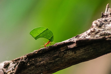 red ant carrying leaf