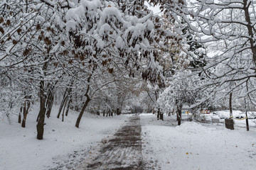 Amazing Winter Landscape with snow covered trees in South Park in city of Sofia, Bulgaria