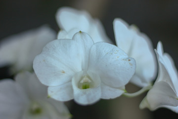 white flower in morning