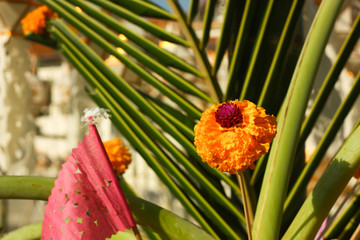 yellow flower in morning