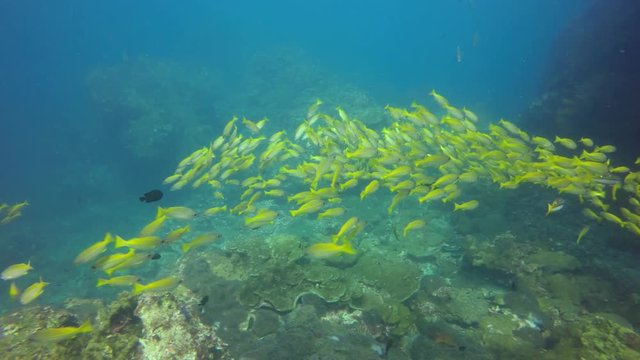 School of Bigeye Snapper fish on coral reef 