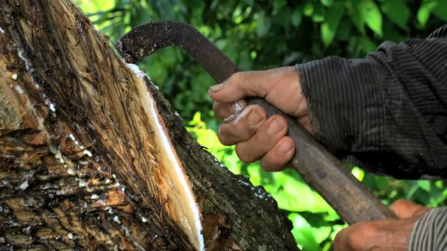 View of male cutting Rubber tree on plantation Java Indonesia