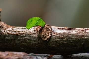 red ant carrying leaf