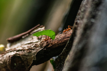 red ant carrying leaf