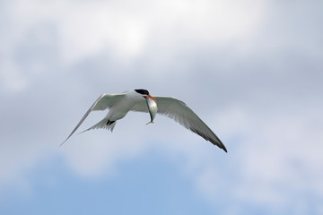 Tern