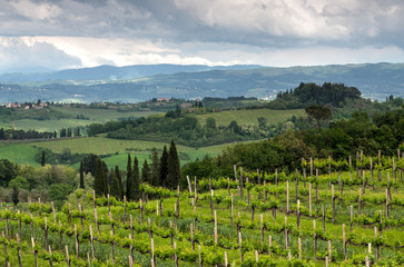 Fototapeta premium Landscape in Tuscany, Italy. Beautiful wineyard countryside