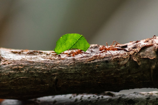 red ant carrying leaf