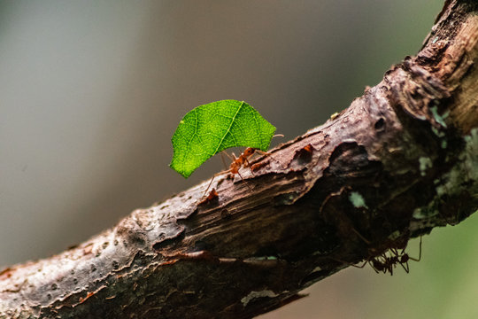 red ant carrying leaf
