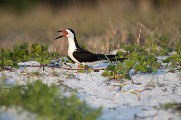 Black Skimmer Bird. 