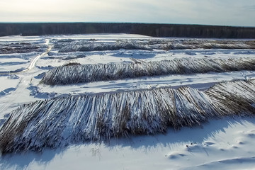 The felled trees lie under the open sky. Deforestation in Russia