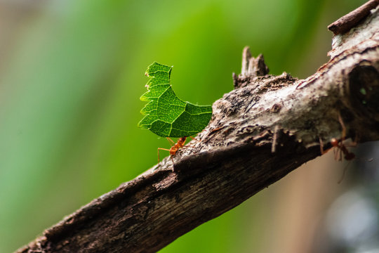 red ant carrying leaf
