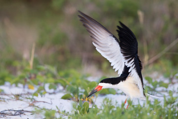 Black Skimmer Bird. 