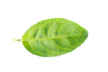 Leaves on a white background.