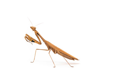 brown praying mantis isolated