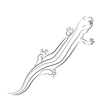 recommend clip art: Vector illustration. Sketch of salamander