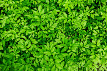 lush green leaves background