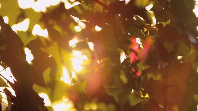 Bright sunlight shining between the leaves of the Maple tree a Canadian National symbol sun flare 