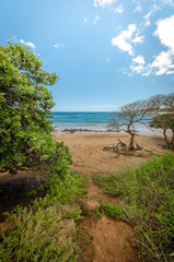 Fototapeta na wymiar Path to beach between trees in Kauai, Hawaii, USA