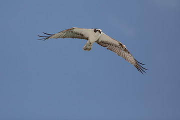 Osprey