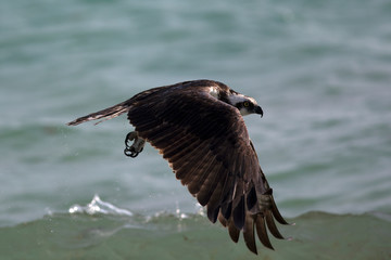 Osprey