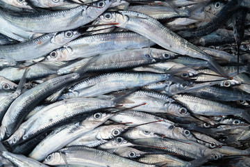 A lot of fish. Raw fish caught