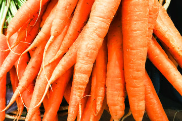 Ripe carrots. A lot of carrots on the counter.