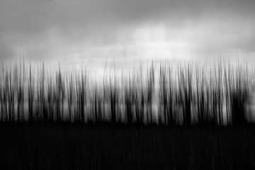 Black and white nature image in motion blur.
