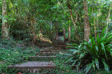 The steps at the start of a trekking trail through the jungle