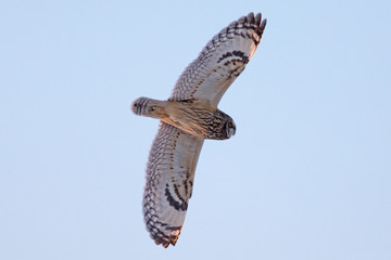 Short-eared Owl. 