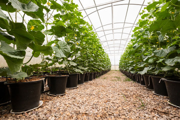 cantaloupe tree in greenhouse cultivation