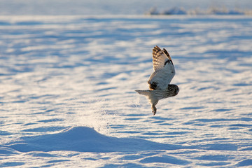 Short-eared Owl. 