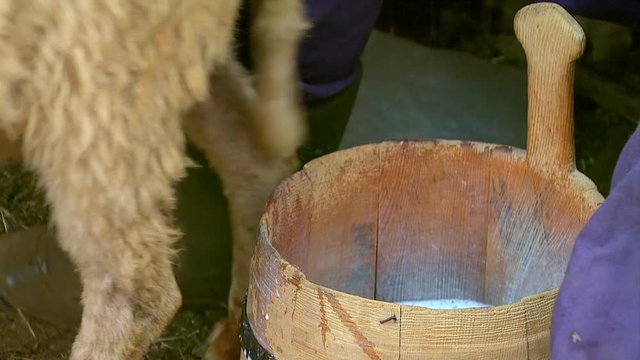 Shepherd milking a sheep with hands on the mountain village close up
