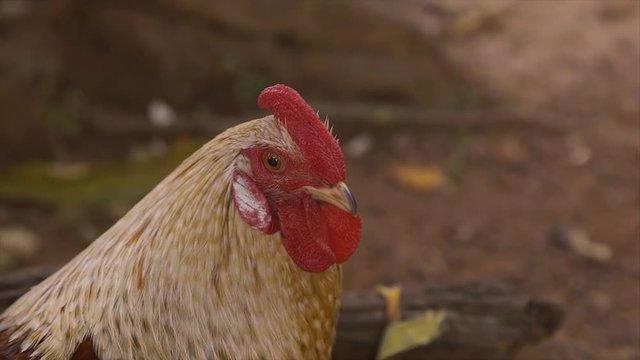 Amazing, extreme close up still shot of the upper part of a maturing cockerel, pensively starring, unmoved, not startled, red smooth-edged comb and wattles, yellowish-white neck hackles, brown wing