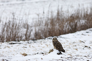 Short-eared Owl. 