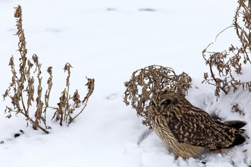 Short-eared Owl. 