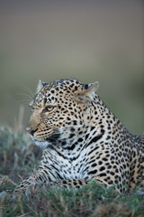 the leopard portrait 