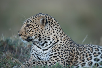 Fototapeta na wymiar the leopard portrait 