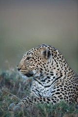 the leopard portrait 