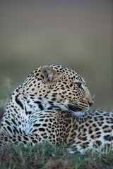 the leopard portrait 
