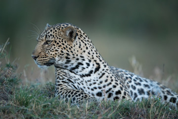 the leopard portrait 